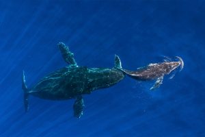 Humpback Mom