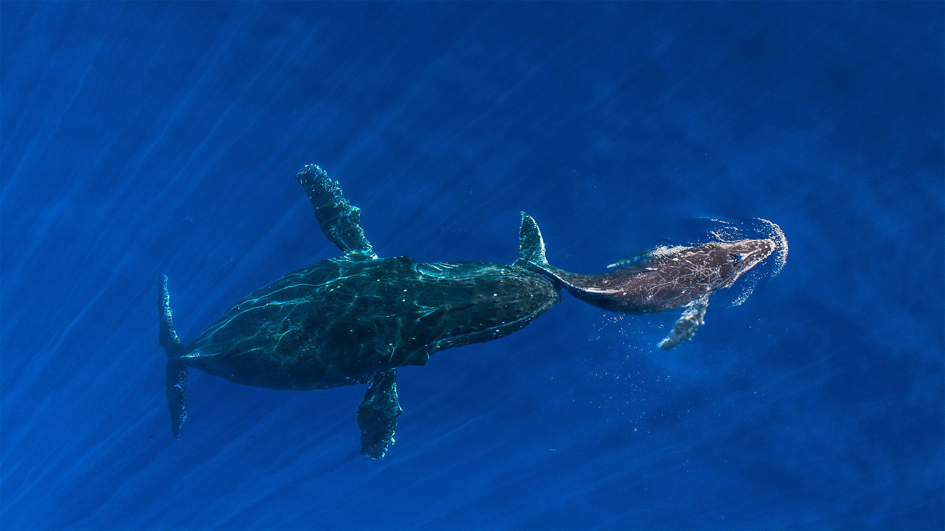 Humpback Mom