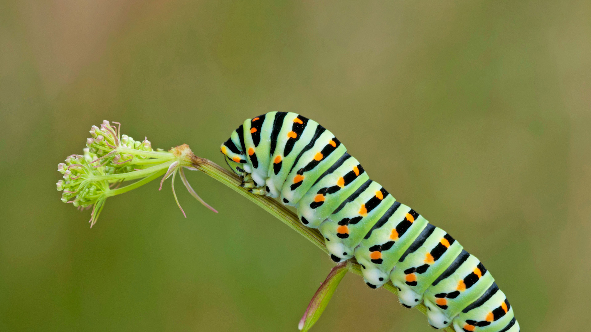 Hungry Caterpillar