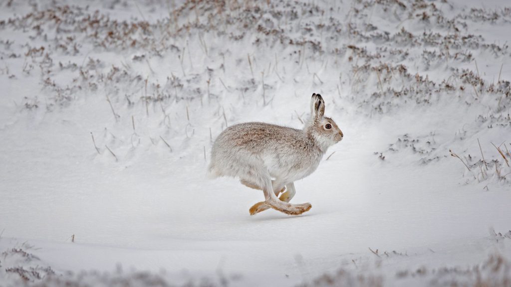 Mad Hares