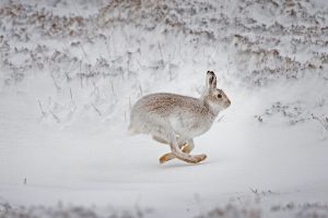 Mad Hares