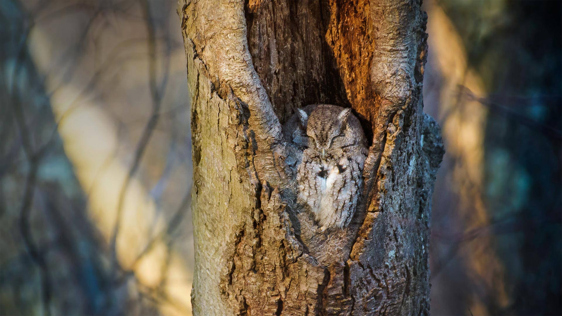 Massapequa Owl