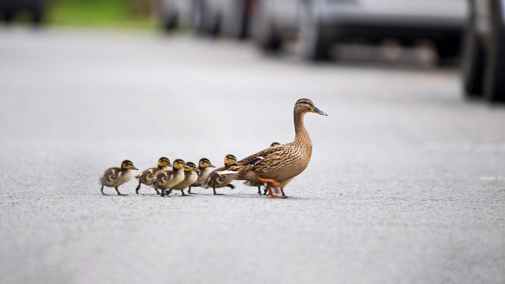 Mother Mallard