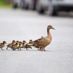 Mother Mallard