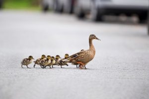 Mother Mallard