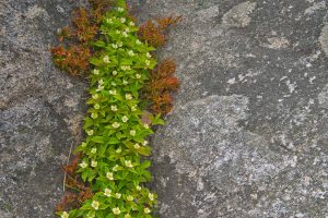 Nfld Bunchberry