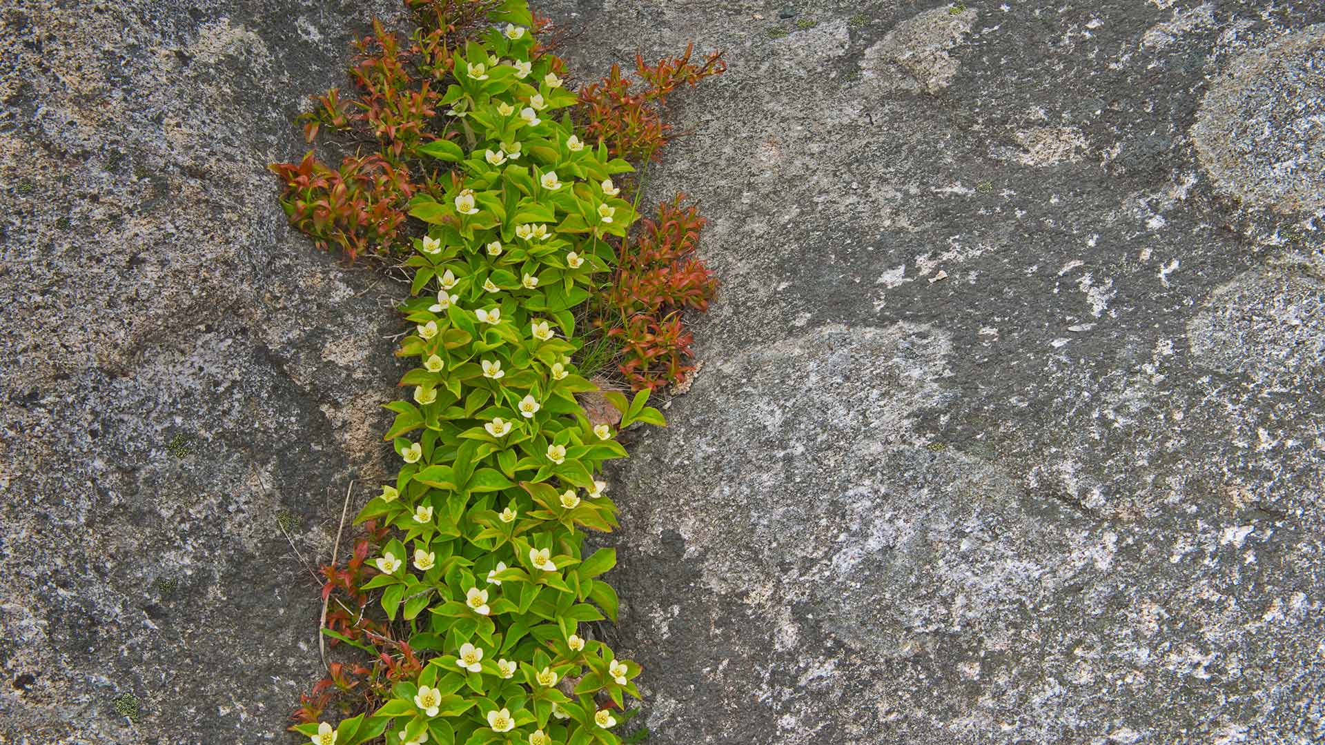 Nfld Bunchberry