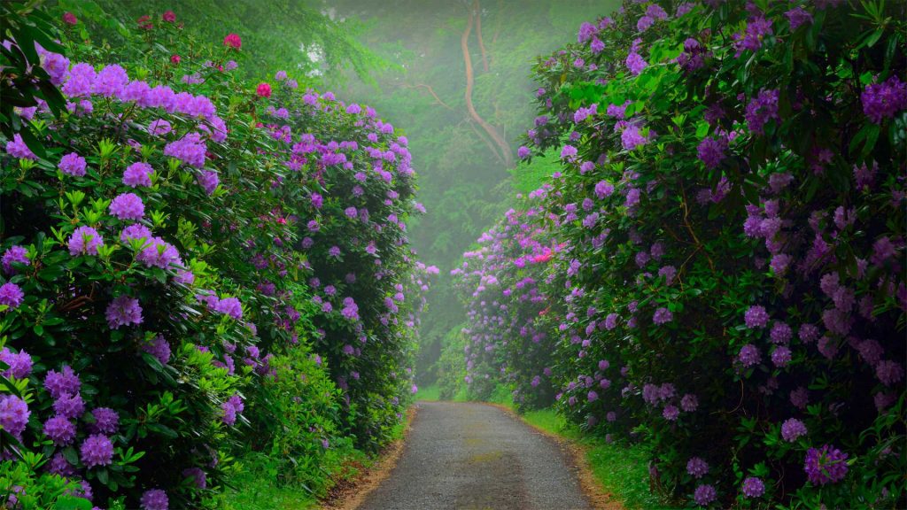 Rhododendron