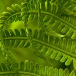 Sword Fern