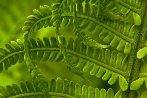 Sword Fern