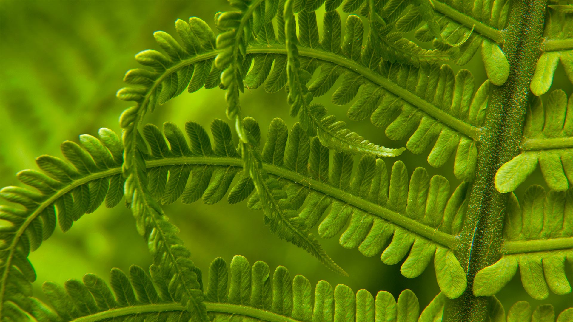 Sword Fern