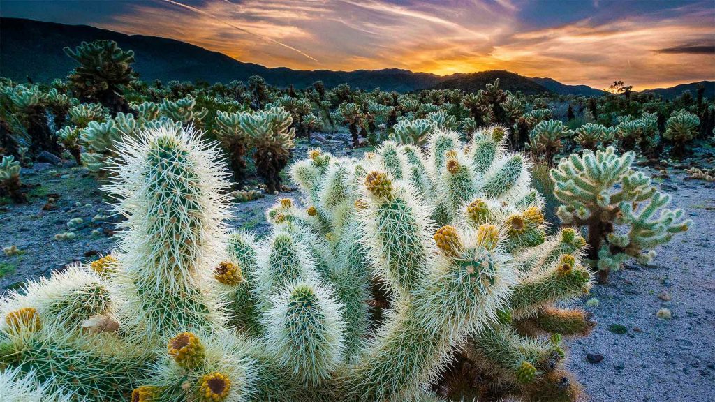 Cholla Garden