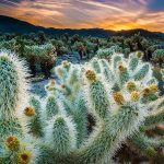 Cholla Garden