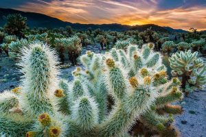 Cholla Garden