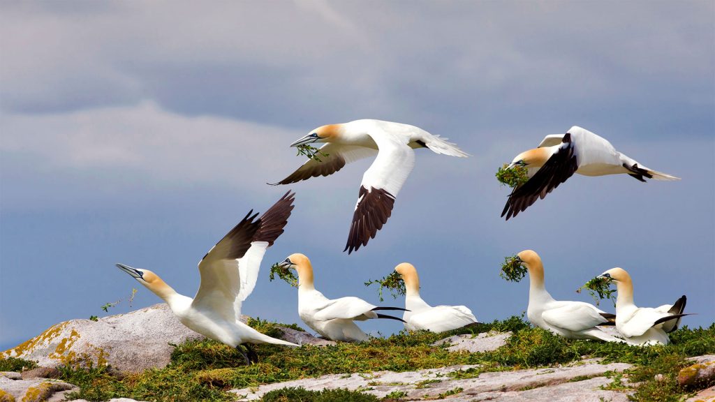 Gannets Saltee