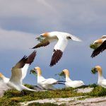 Gannets Saltee