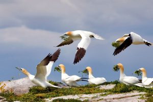 Gannets Saltee