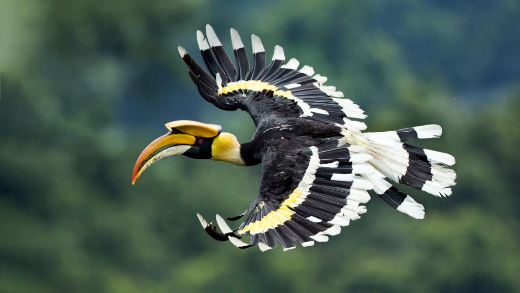 Great Hornbill