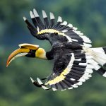 Great Hornbill