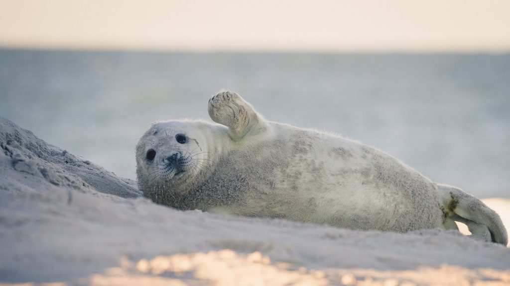 Heuler Helgoland