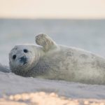 Heuler Helgoland