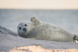 Heuler Helgoland