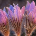 Prairie Crocus