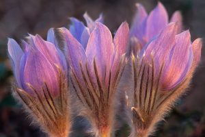 Prairie Crocus