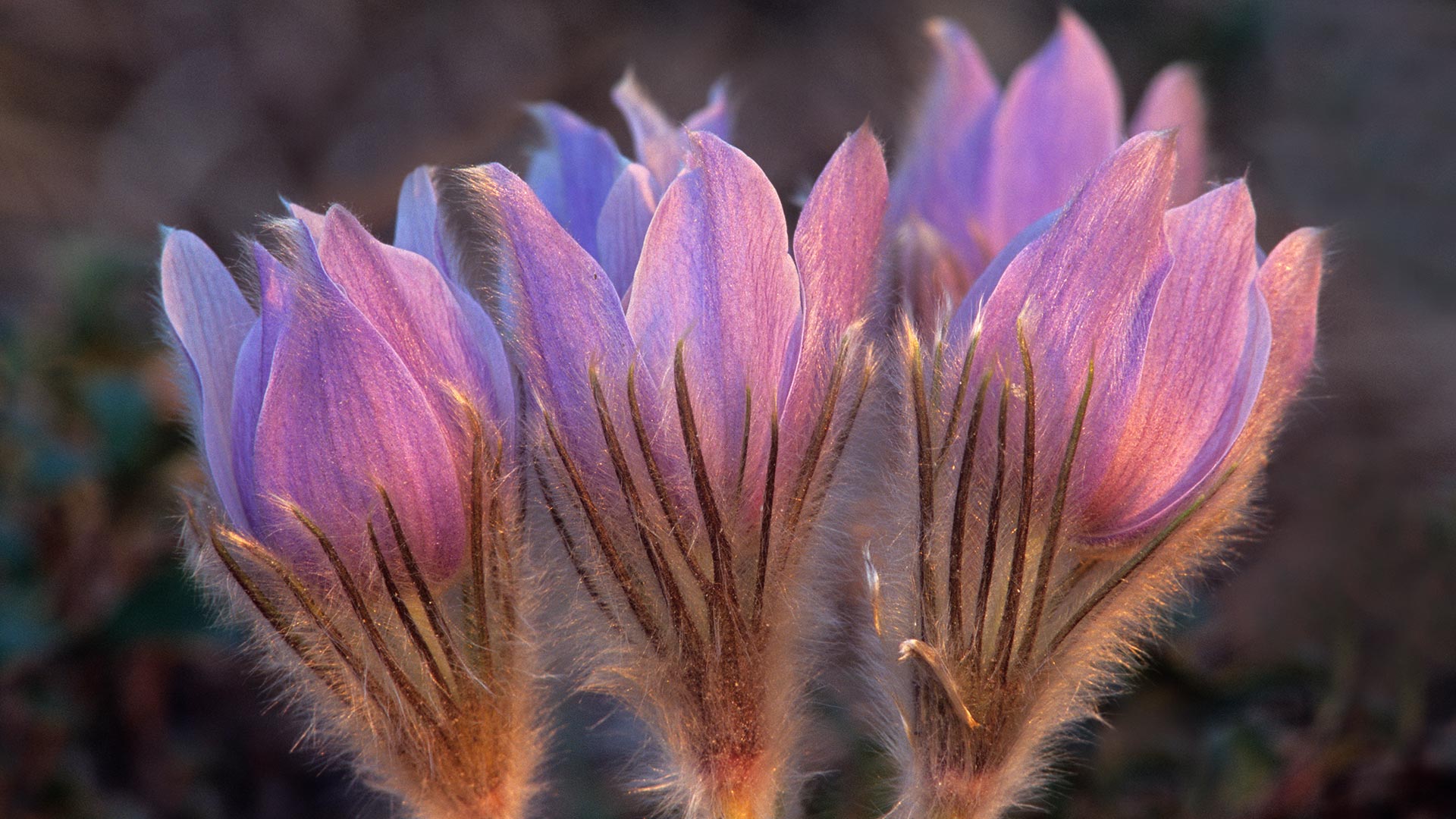 Prairie Crocus