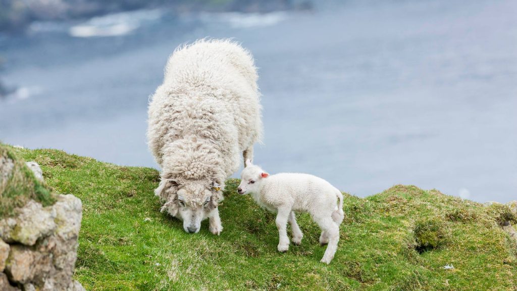 Shetland Lamb