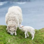 Shetland Lamb