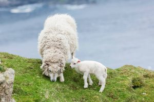 Shetland Lamb
