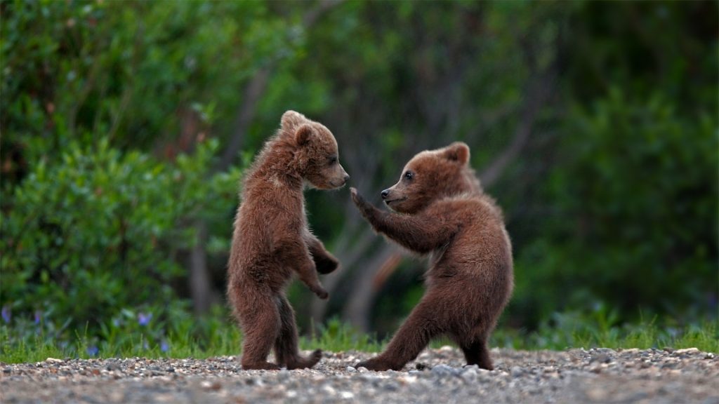Sibling Bears
