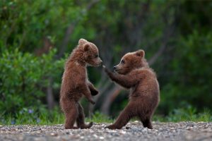 Sibling Bears