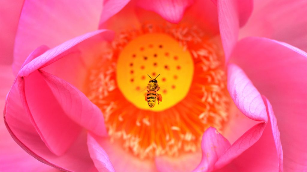 Bee Lotus