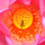 Bee Lotus