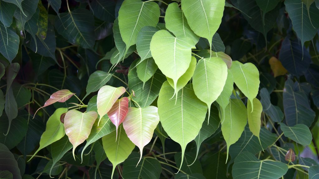 Bodhi Tree