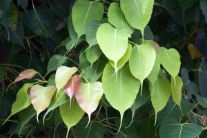 Bodhi Tree