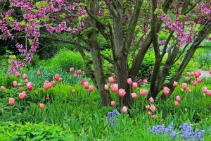 Cercis Siliquastrum