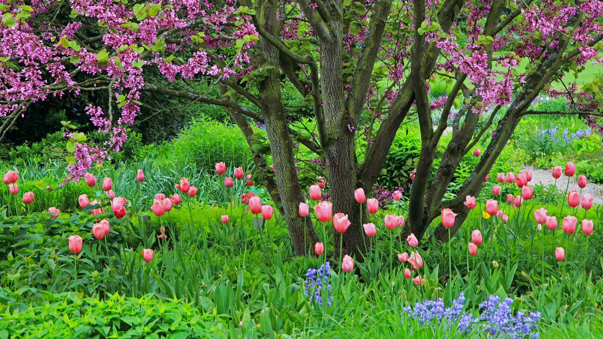 Cercis Siliquastrum