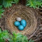 Cowbirds Egg