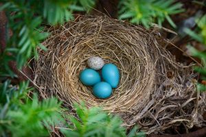 Cowbirds Egg