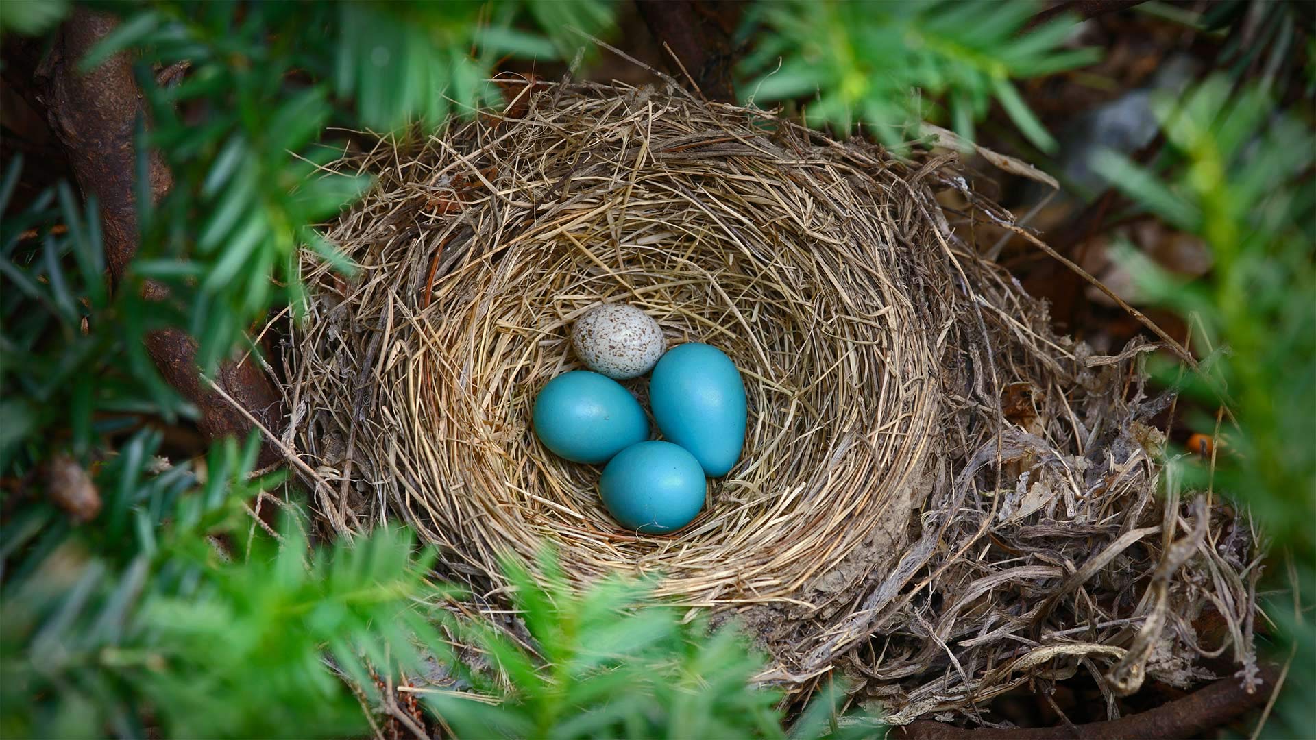 Cowbirds Egg