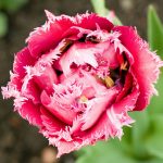 Frilly Tulip
