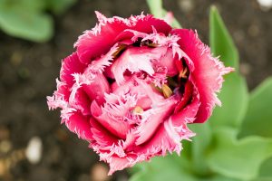 Frilly Tulip