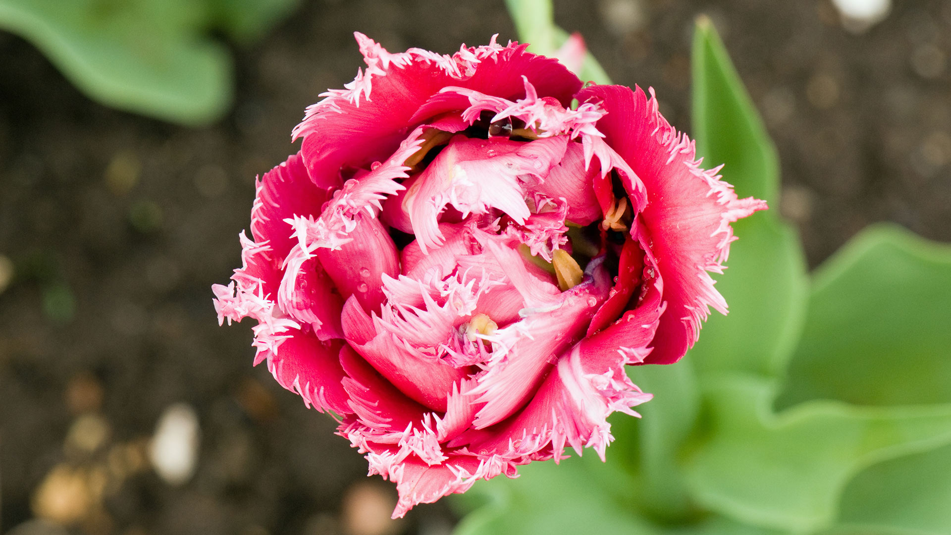 Frilly Tulip