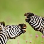 Laughing Zebras