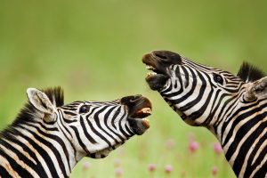Laughing Zebras