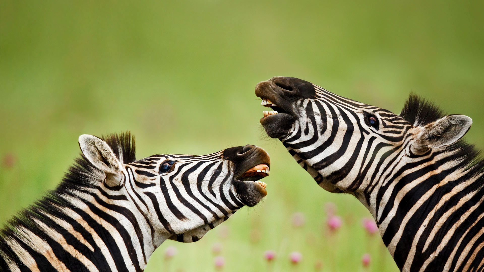 Laughing Zebras