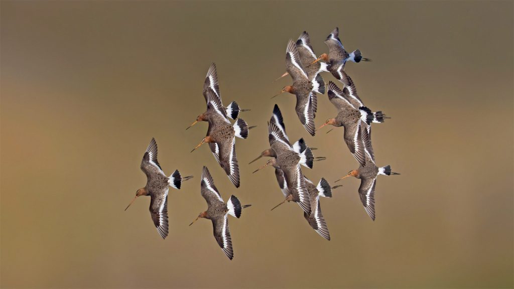 Limosa Limosa